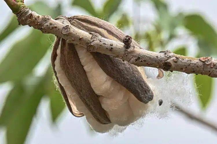 木棉絮-满天飞舞 - 吴国明 - 图虫