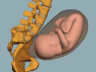 胎儿入盆孕妇有感觉吗入盆后多久会生胎儿入盆孕妇有四大特征