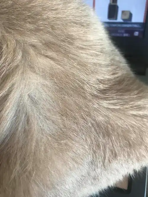 【讨论】英短乳白猫身上为什么会长黑毛?