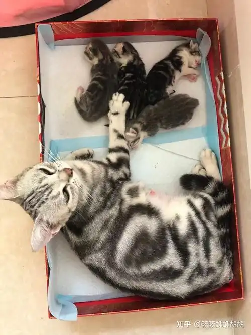 布偶串美短孩子长大啥样呢