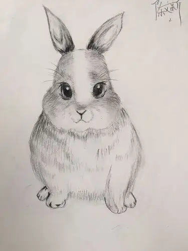 素描画兔子