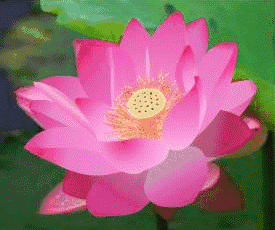 275_230gif 动态图 动图