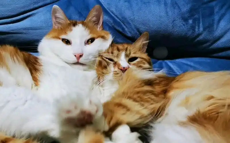 两只猫咪靠在一起,好温馨呀_哔哩哔哩_bilibili