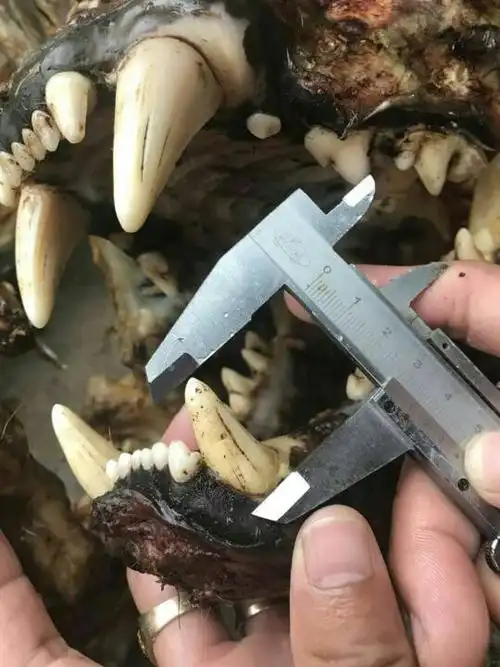 一泰国朋友的虎牙请鉴定