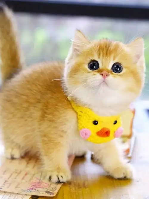 英短金渐层金豆子英国短毛猫宠物猫杭州猫舍