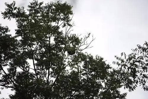 捣毁胡蜂巢穴马蜂窝