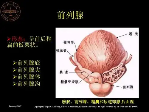男性生殖系统ppt 系统解剖 前列腺  形态:呈前后稍 扁的板栗状.