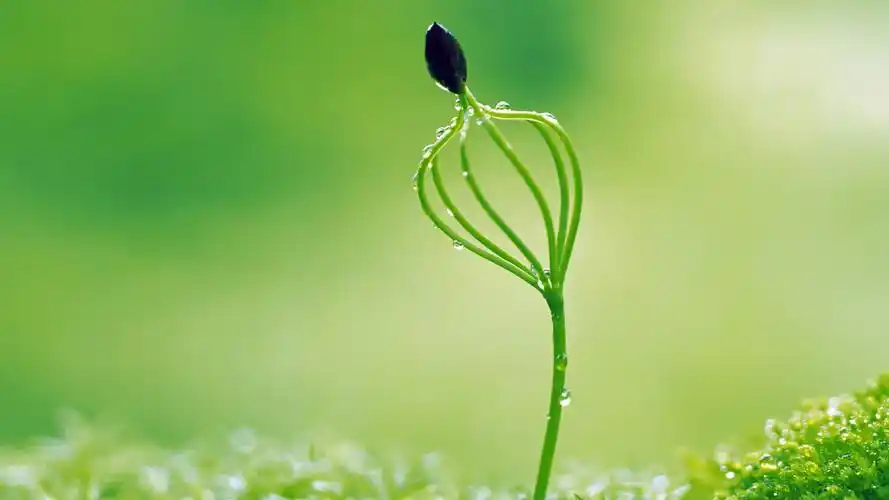 > 唯美绿色护眼植物嫩芽高清宽屏壁纸(1920x1080)