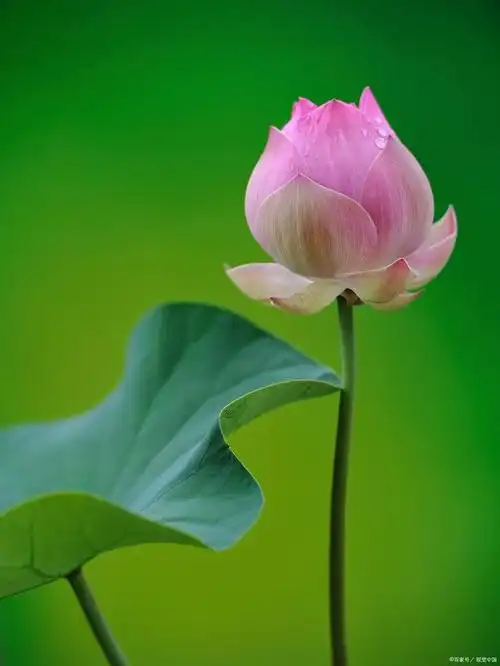 每个人心间,都有一朵莲,淤泥不染