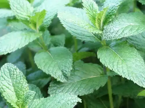 "农村野生薄荷遍地都是,可别小看这不起眼的野菜,它浑身都是宝贝,叶子