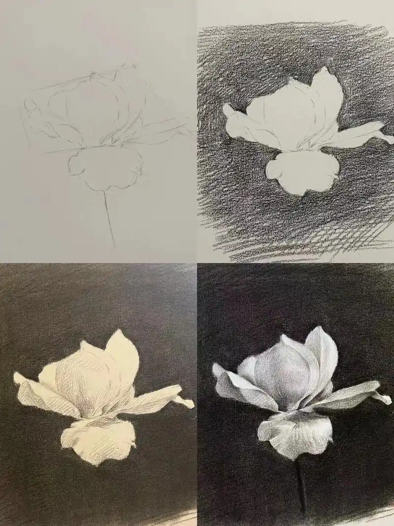 超详细的素描花卉步骤图来了#零基础学画画 #绘画 #素描  - 抖音