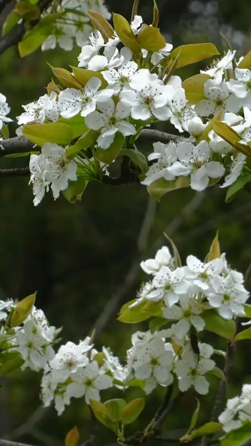 最美的都在下一次的遇见(再拍梨花)