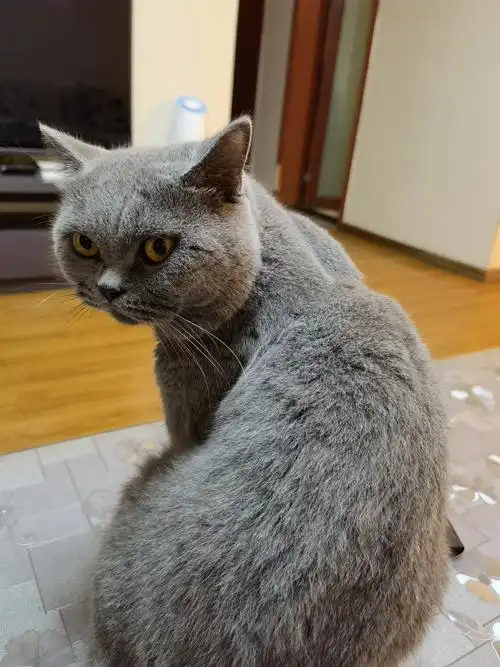 英短蓝猫