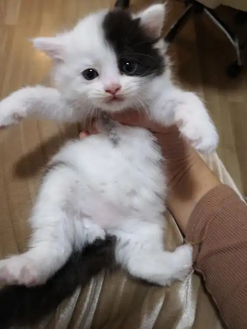 看看串串小奶猫!顺便征集名字