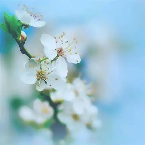 唯美头像图片2021最火爆高清2021年最流行的微信头像图片