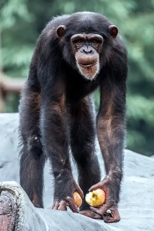 动物园里的猩猩