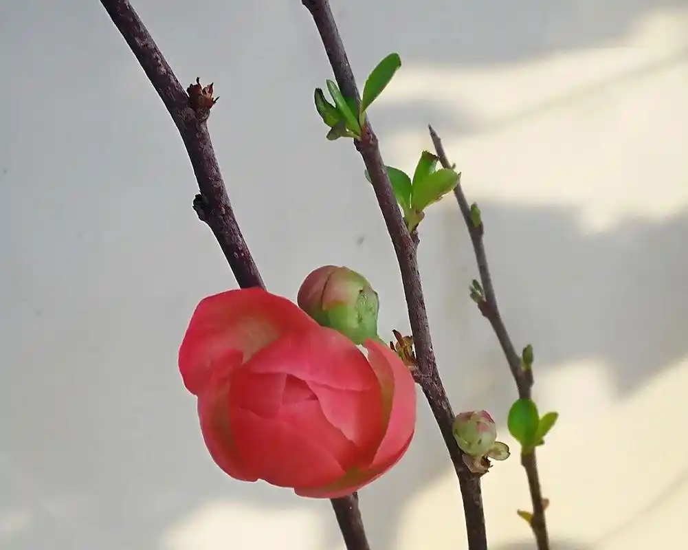 梅花一组,玉如意摄影图片 - 抖音