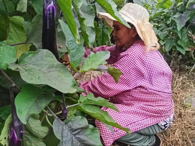 采摘茄子.jpg