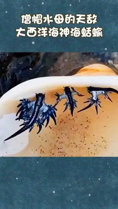 大西洋海神海蛞蝓,雌雄同体软体动物,僧帽水母的天敌之一