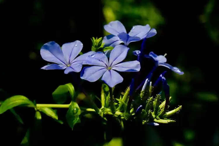 夏日清凉色——蓝雪花
