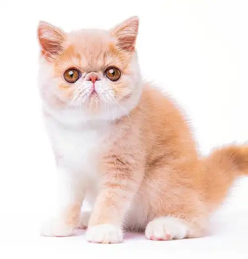 盘点十大可爱猫咪!第三名是汤姆的原型,第一名实至名归!