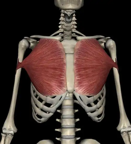 25. 千姿瑜伽-胸大肌