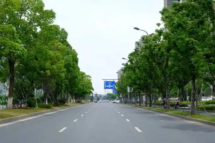 榉木成林美观又大方钱塘区这条拿金奖的路你走过了吗