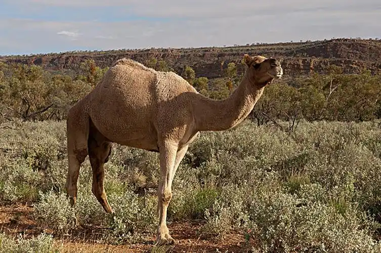 单峰骆驼,物种,澳大利亚_高清图片_全景视觉