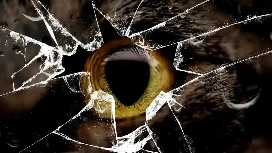 猫的黄色眼睛,玻璃破碎 壁纸 - 1920x1080 全高清