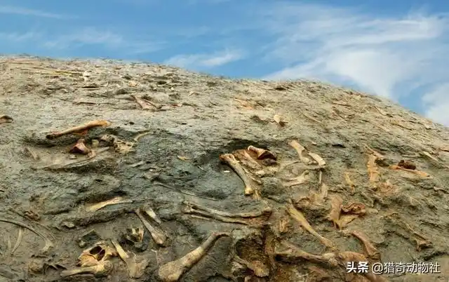 二叠纪生物大灭绝几乎是瞬间完成的.是什么原因来得如此致命?