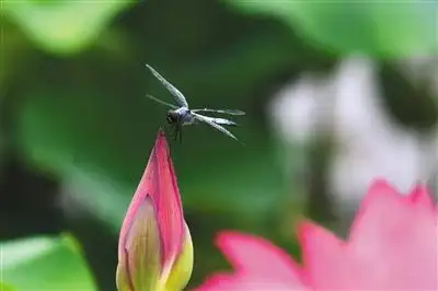 早有蜻蜓立上头