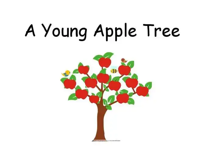 英语ppt——小演讲a young apple tree