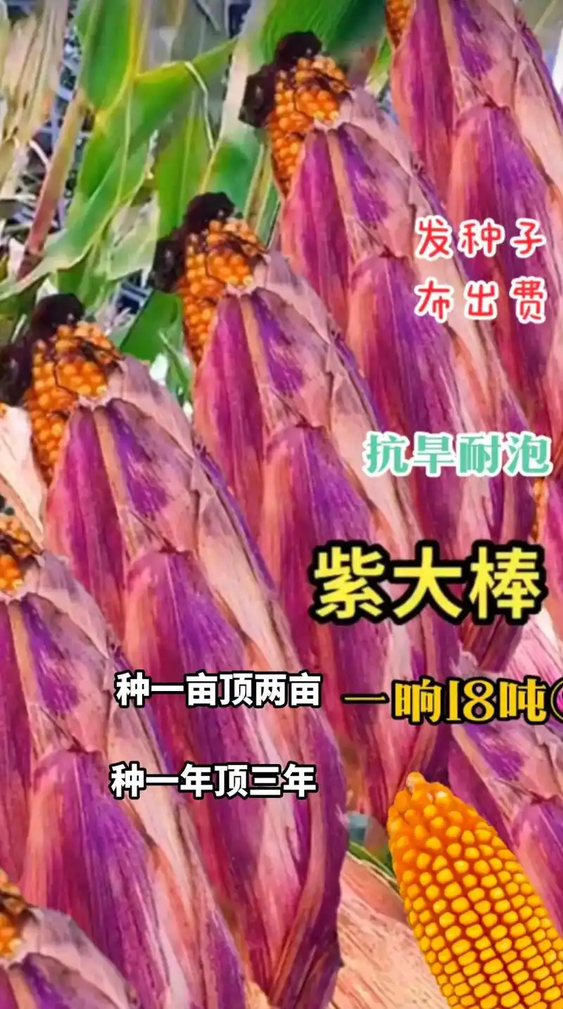 最新国审高产玉米种子 #紫根紫杆高产大棒 #国审矮杆大棒王 - 兑趑