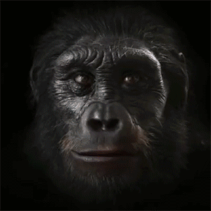 人类真的是从大猩猩进化过来的?愉快的玩耍中.