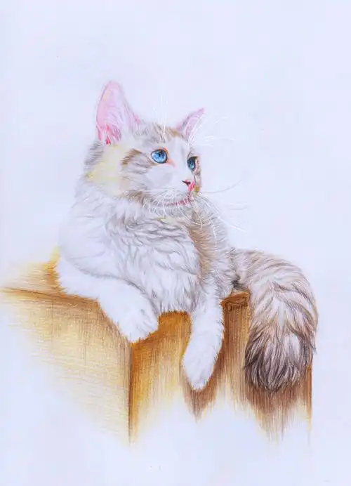 彩铅 布偶猫 手绘 - 堆糖,美图壁纸兴趣社区