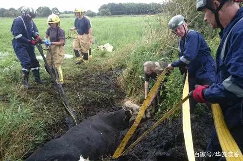 外星人所为?美国屠牛事件,曾被汉密尔顿记录,至今无法说明真相