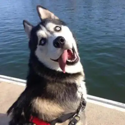 收集   点赞  评论  狗拟人 哈士奇 雪代薰 作 0 189 白夜wyf  发布