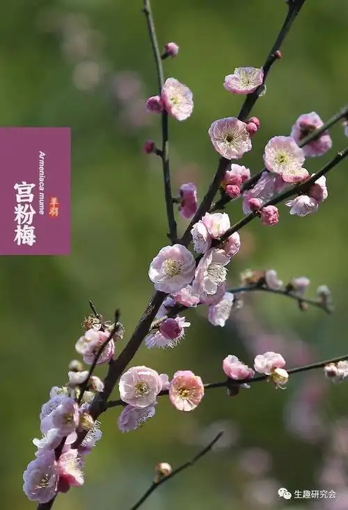 梅花十大稀有品种,梅花十大稀有品种(宫粉梅图片)