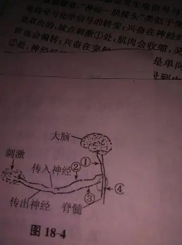 如图是人体缩手反应的部分示意图,为什么1受损人体不能产生相应感觉