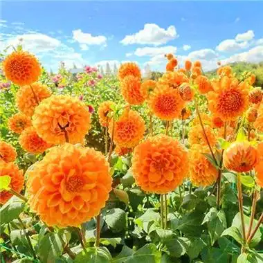 2023年最幸运头像大全(30张)