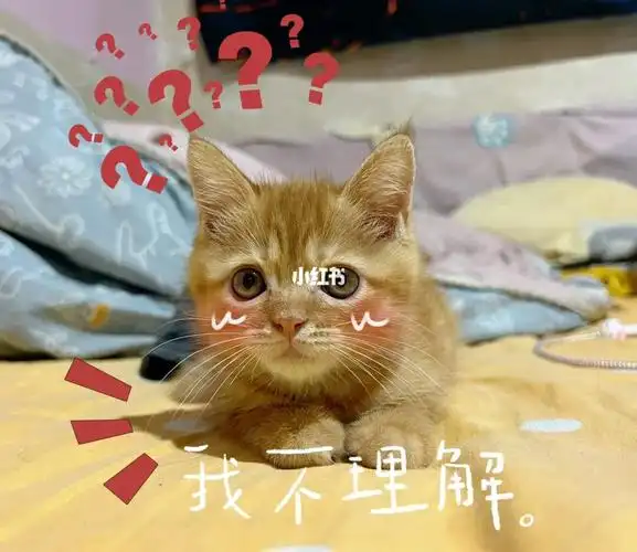 大饼子的陪伴#表情包  #铲屎官的乐趣  #橘猫