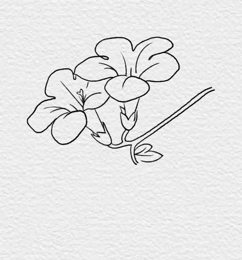 99零基础简笔画|紫茉莉步骤图