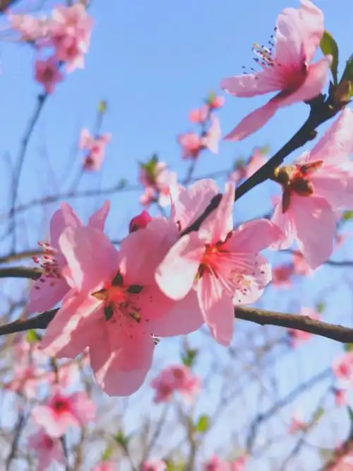 摄影春日桃花好像粉色的蝴蝶