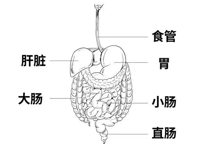 它们会依次经过口腔,咽,食管,胃,小肠和大肠多个消化道,并调动唾液腺