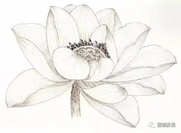 国画教程工笔荷花花冠的各种画法