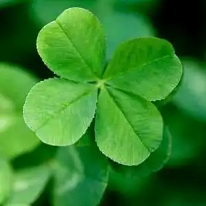 幸运草真幸运头像