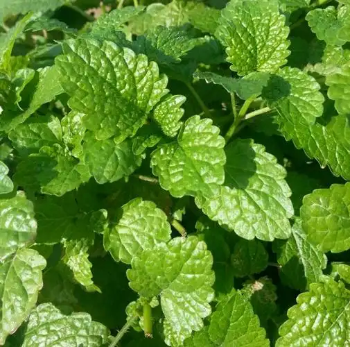 1,柠檬薄荷