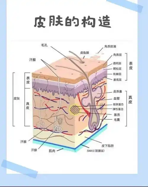 西安美莱|护肤先从了解皮肤开始