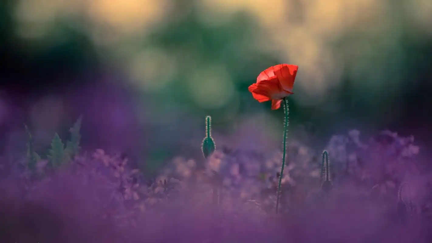 唯美高清的自然风景桌面壁纸下载