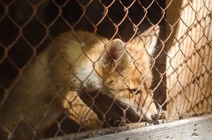 小狐狸在笼子里